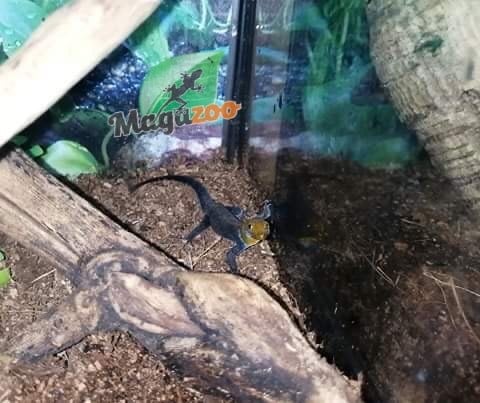 Magazoo Yellow-Headed dwarf Gecko (male)