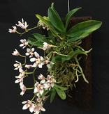 Fern Wood FERNWOOD Planche d'orchidée en bois de fougère, pq de deux