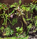 Fern Wood FERNWOOD Planche d'orchidée en bois de fougère, pq de deux
