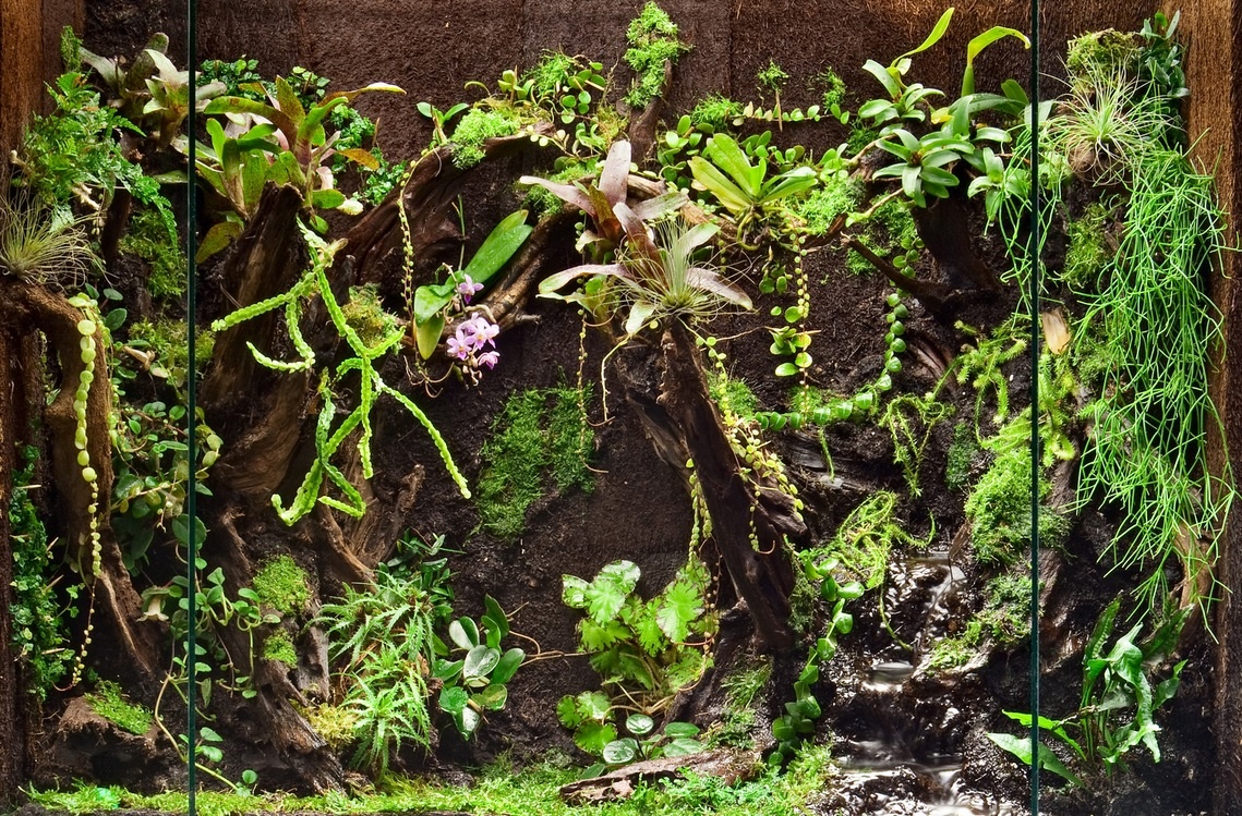 Fern Wood FERNWOOD Planche d'orchidée en bois de fougère, pq de deux