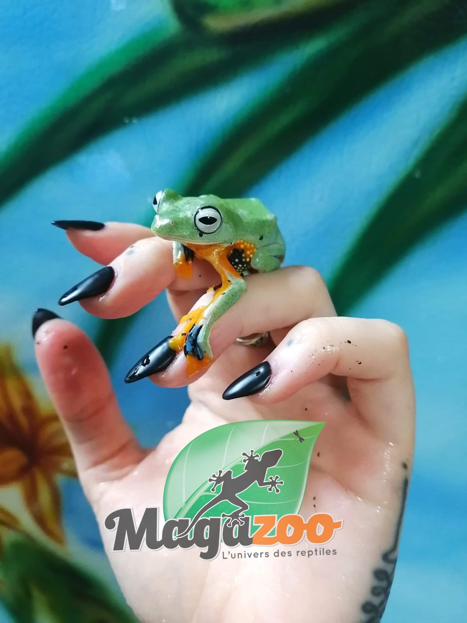Magazoo Green flying frog