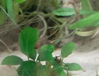 Aquatic Plant