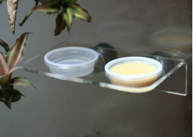 Pangea Large Acrylic Gecko Ledge (Magnetic)