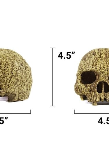 Pangea Human Skull Cave