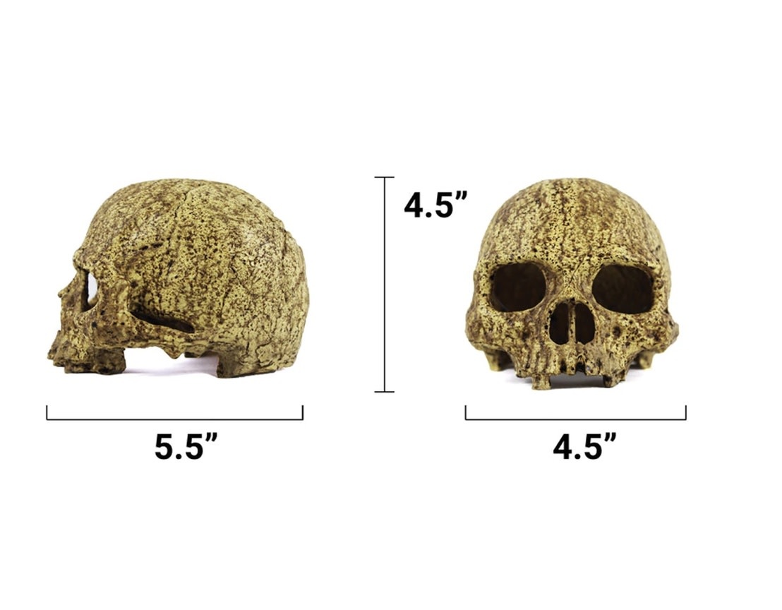 Pangea PANGEA NS-73 Grotte en crâne humain