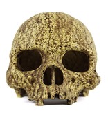 Pangea Grotte en crâne humain - Human Skull Cave