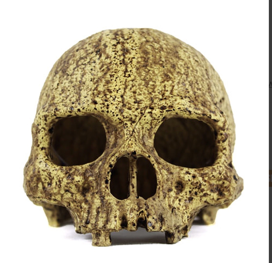 Pangea PANGEA NS-73 Grotte en crâne humain