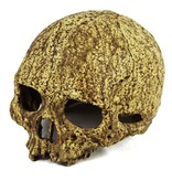 Pangea PANGEA NS-73 Grotte en crâne humain