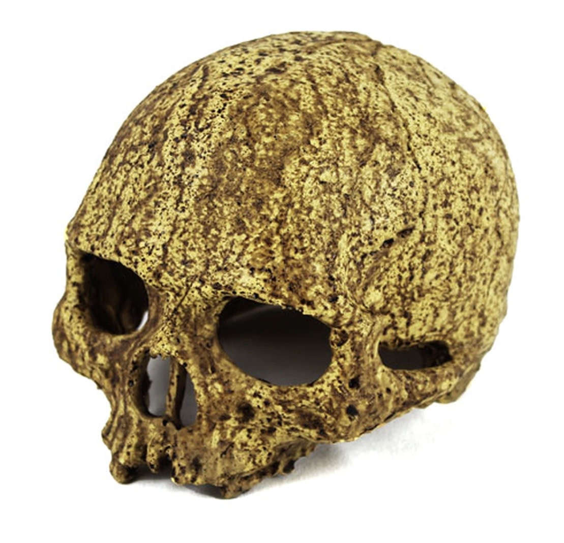 Pangea PANGEA NS-73 Grotte en crâne humain