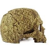 Pangea Human Skull Cave