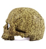 Pangea PANGEA NS-73 Grotte en crâne humain