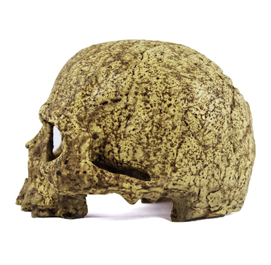 Pangea PANGEA NS-73 Grotte en crâne humain