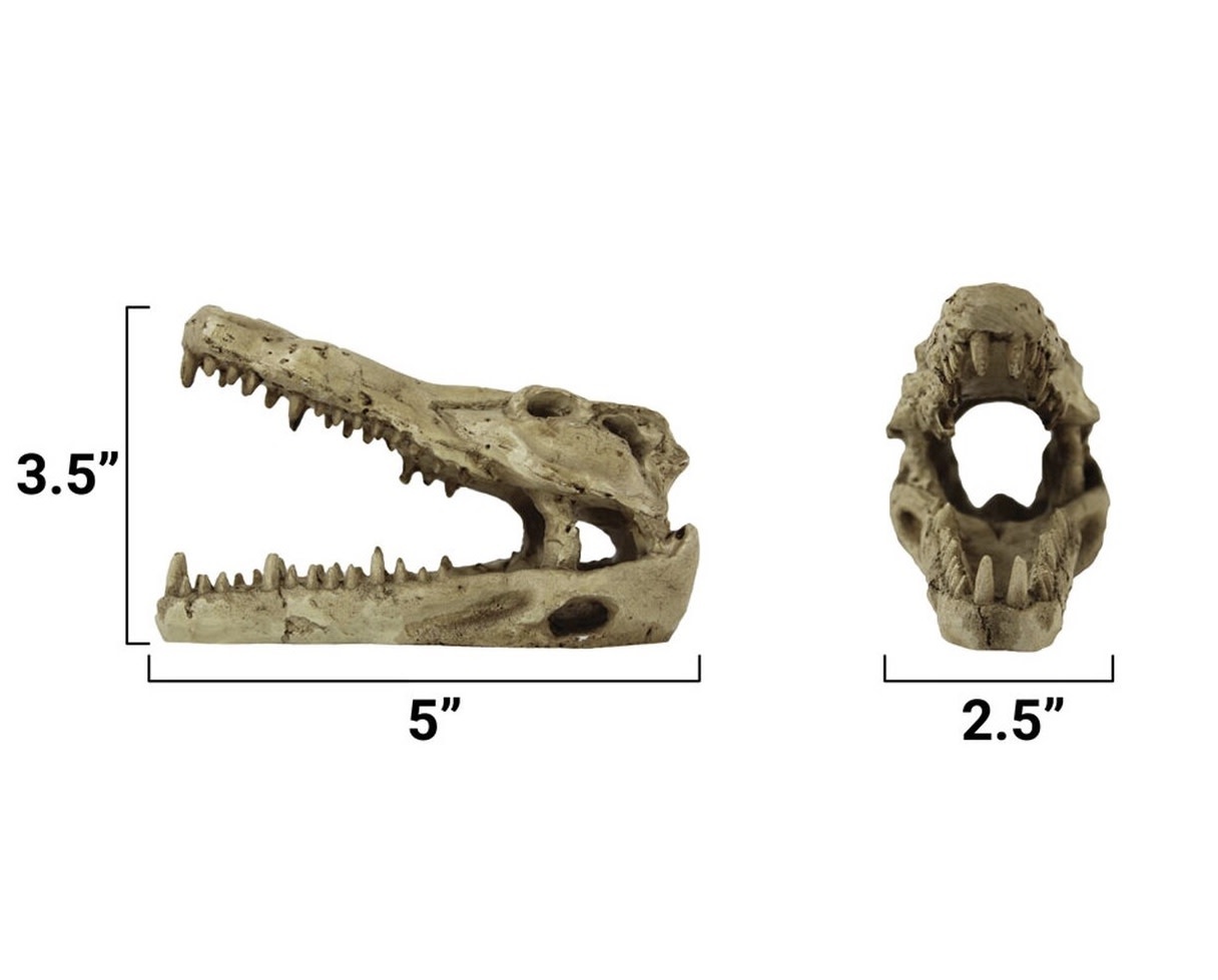 Pangea Crocodile Skull
