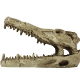 Pangea Crocodile Skull