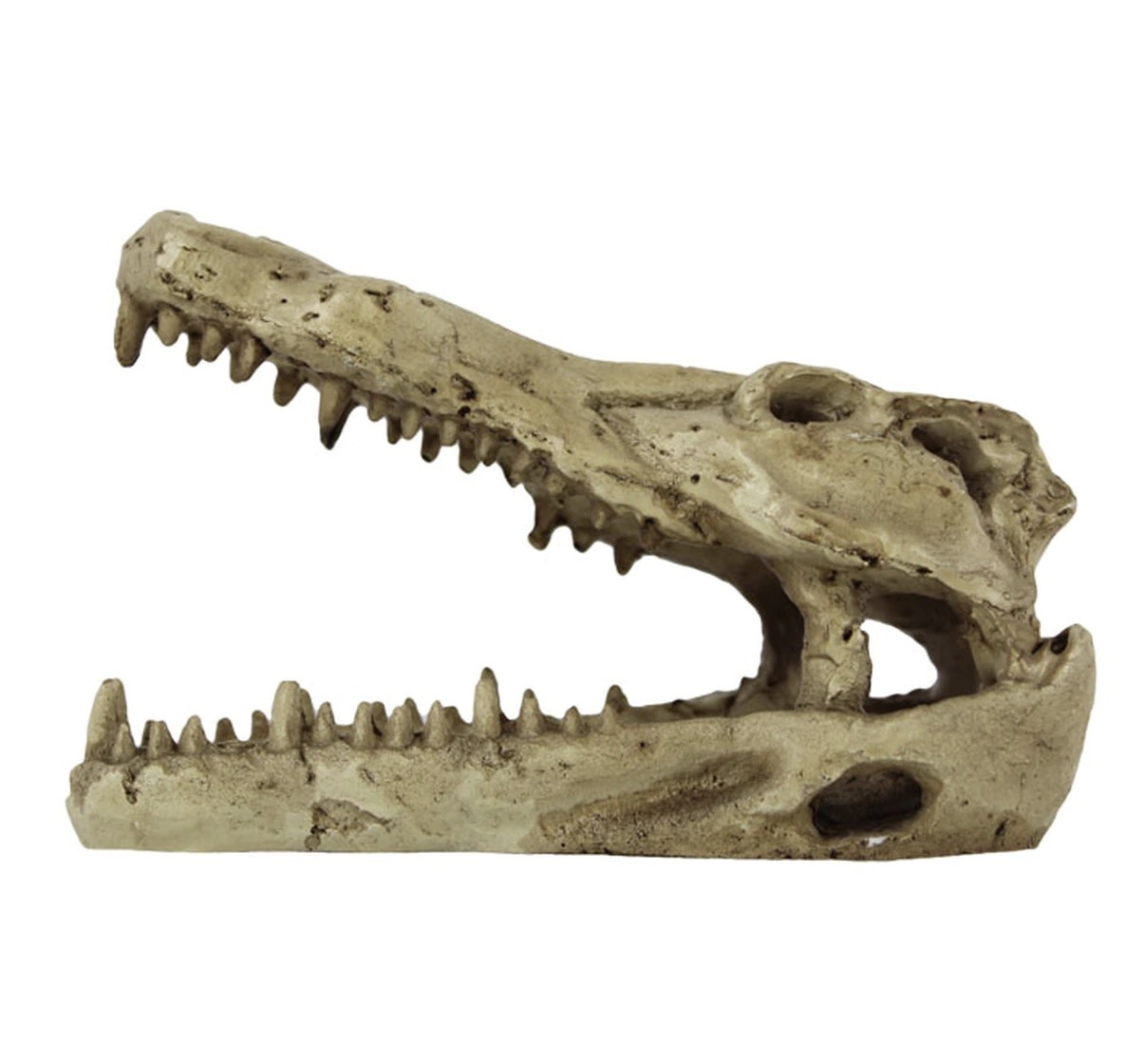 Pangea PANGEA NS-60 Beau crâne de crocodile