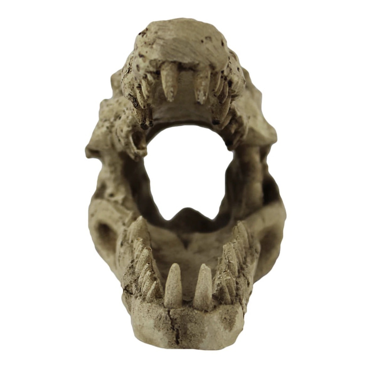 Pangea Beau crâne de crocodile - Crocodile Skull