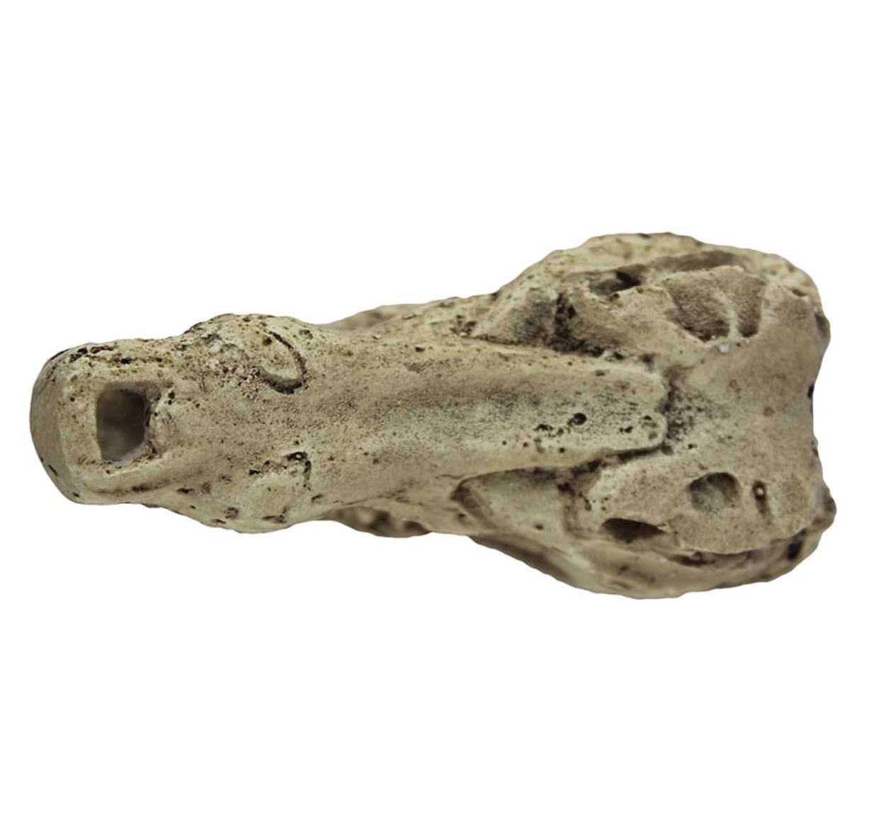 Pangea Crocodile Skull