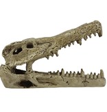 Pangea PANGEA NS-60 Beau crâne de crocodile
