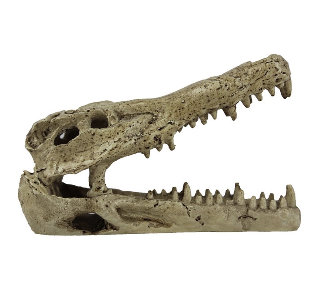 Pangea Crocodile Skull