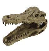 Pangea Crocodile Skull