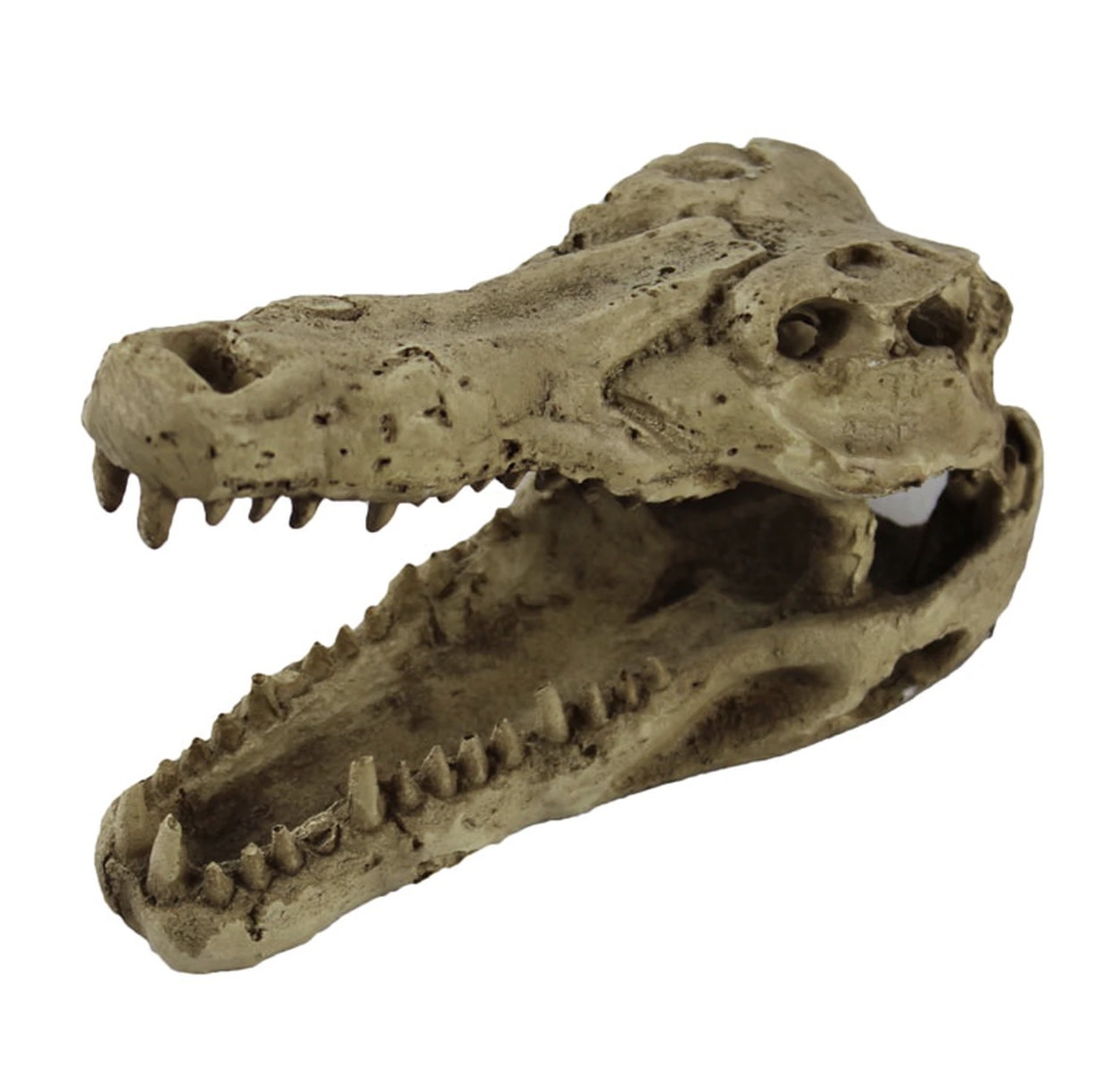 Pangea PANGEA NS-60 Beau crâne de crocodile