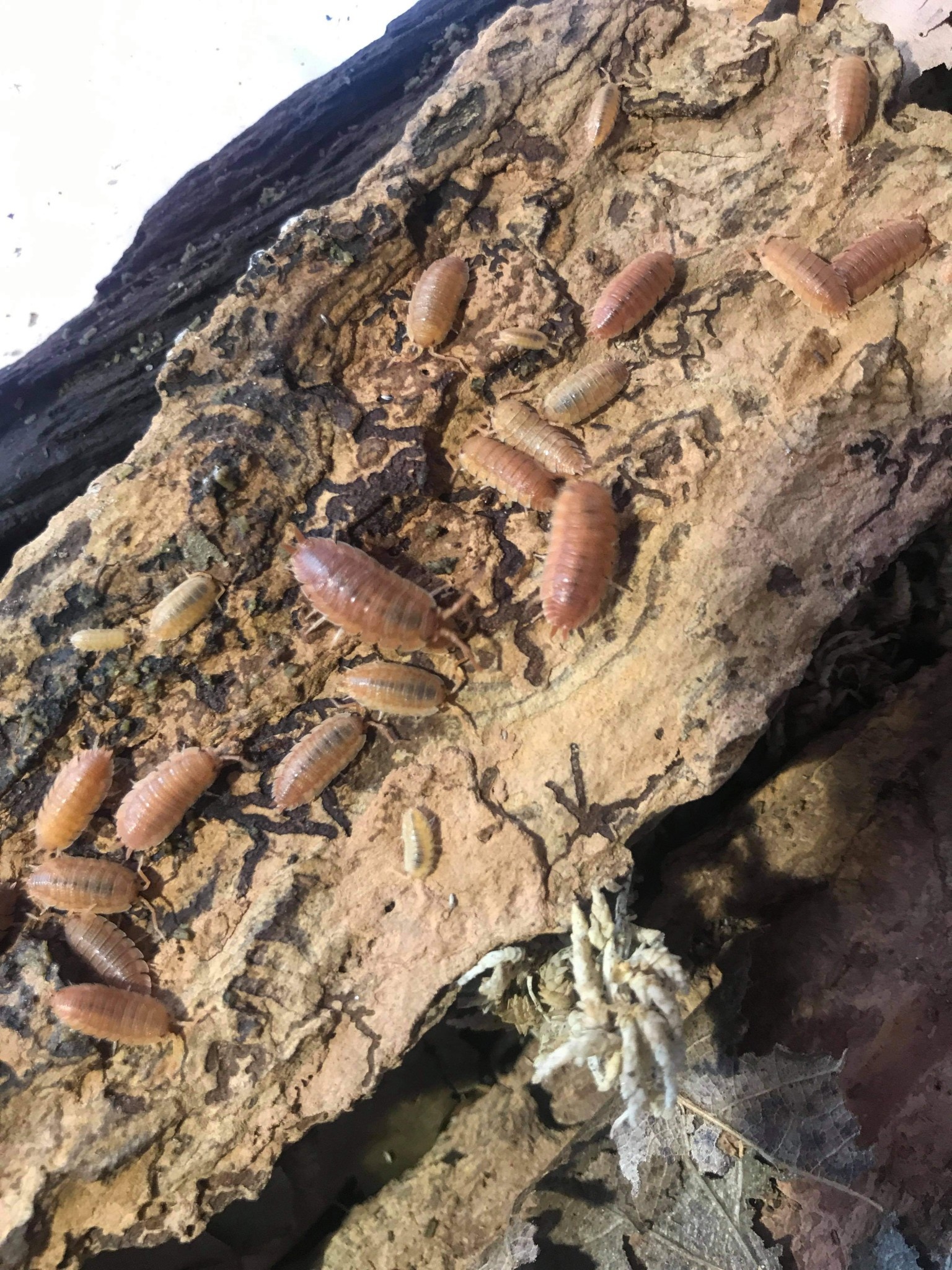 Magazoo  Woodlouse Isopod culture scaber orange 15 Pack