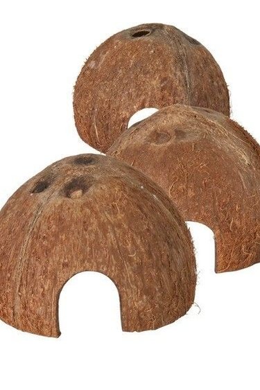 NewCal Pets NEWCAL NC-CCH-1 Cachette noix de coco