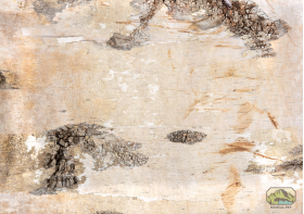 NewCal Pets NEWCAL Feuille d'écorde de bouleau