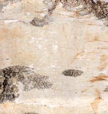 NewCal Pets NEWCAL Feuille d'écorde de bouleau