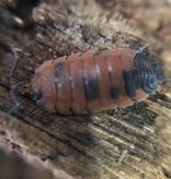 La Swamp Cloporte - Isopod ISO-SCA-LAVA-15 Scaber Lava 15 Pack