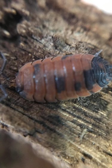 La Swamp Cloporte - Isopod ISO-SCA-LAVA-15 Scaber Lava 15 Pack