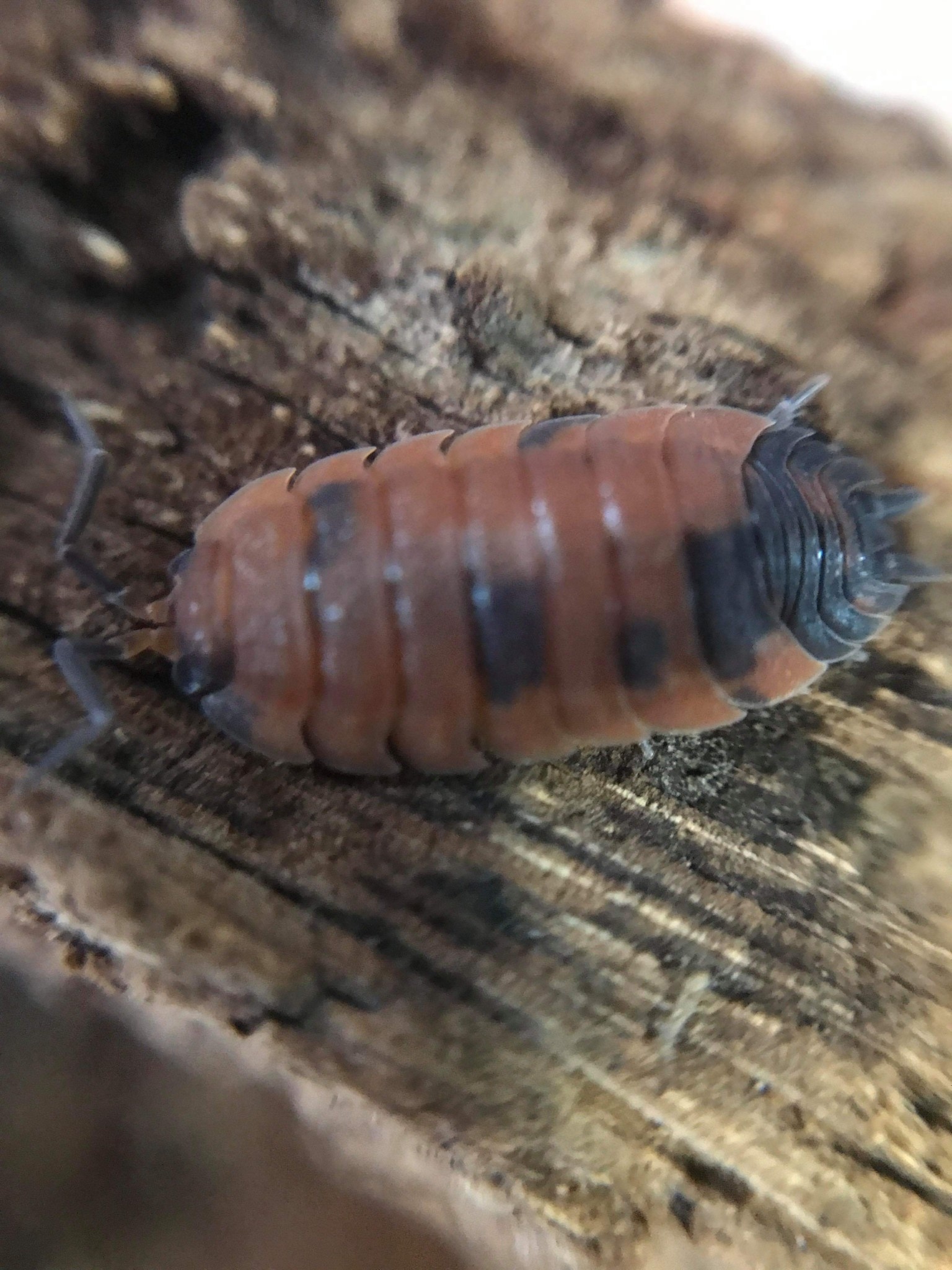 La Swamp Cloporte - Isopod ISO-SCA-LAVA-15 Scaber Lava 15 Pack