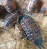 La Swamp Cloporte - Isopod ISO-SCA-LAVA-15 Scaber Lava 15 Pack