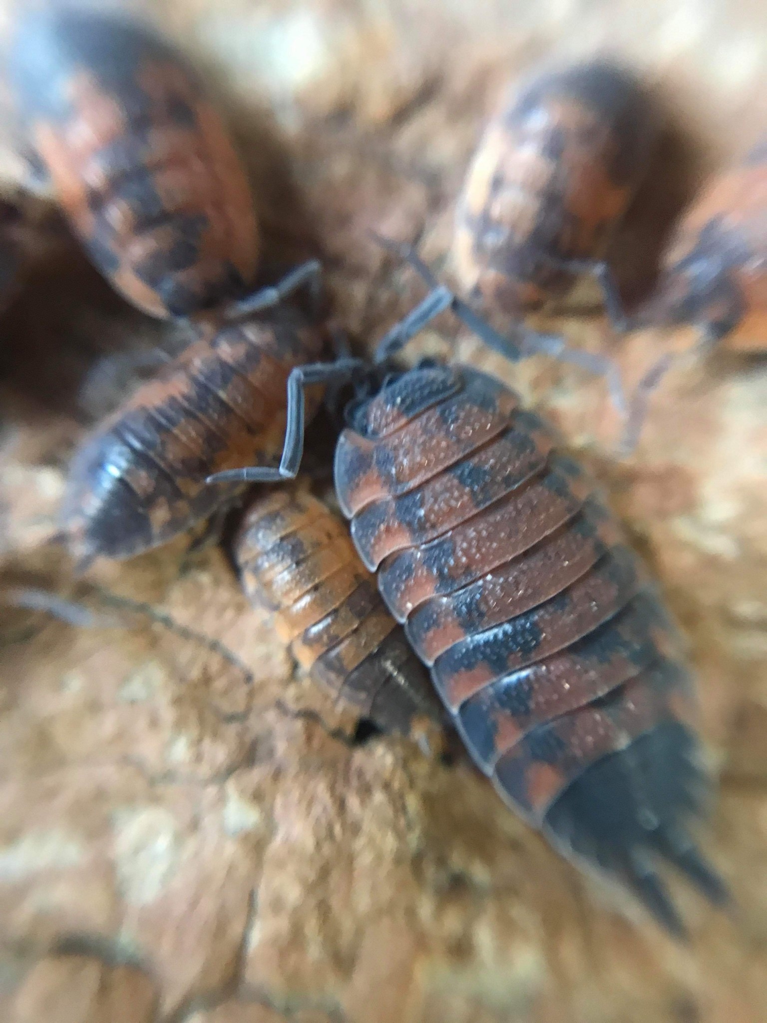 La Swamp Cloporte - Isopod ISO-SCA-LAVA-15 Scaber Lava 15 Pack