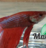 Magazoo Poisson betta rouge male
