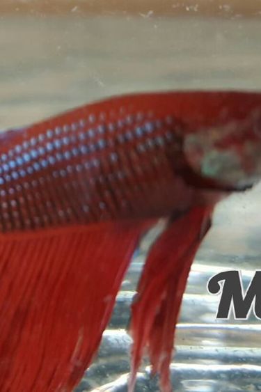 Magazoo Poisson betta rouge male