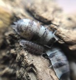 La Swamp Cloporte - Isopod Scaber KOI 15 pack