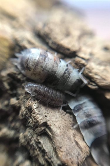 La Swamp Cloporte - Isopod Scaber KOI 15 pack