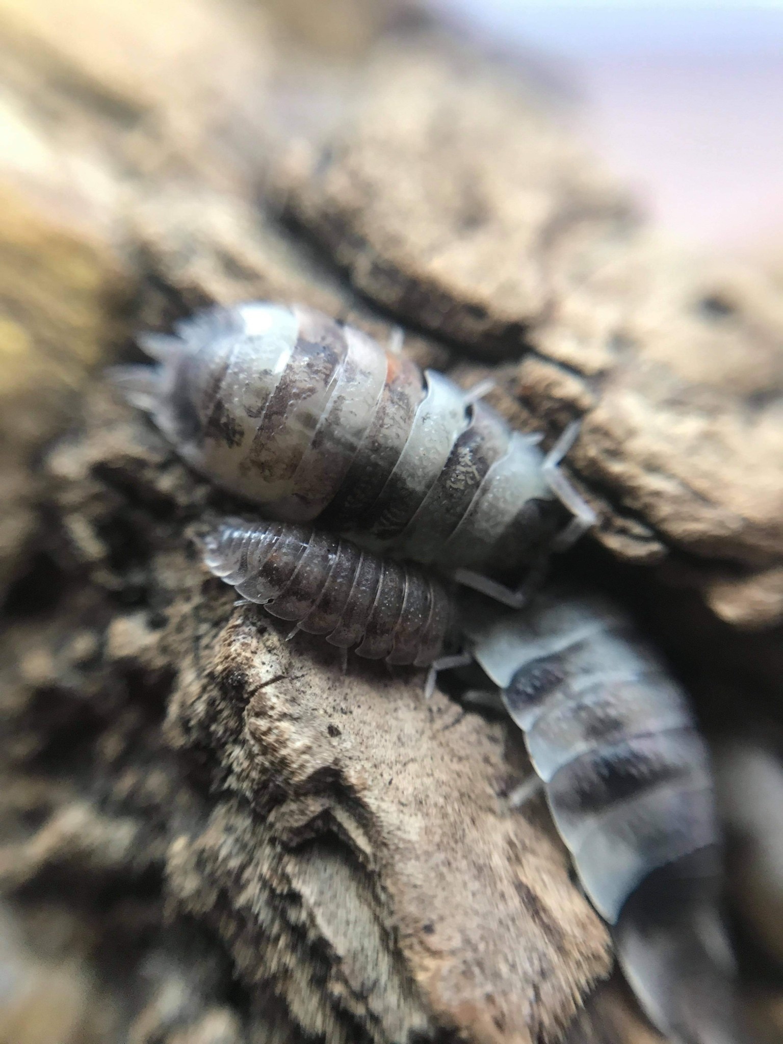 La Swamp Cloporte - Isopod Scaber KOI 15 pack