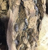 La Swamp Culture de Cloporte Isopod  scaber KOI 15 pack