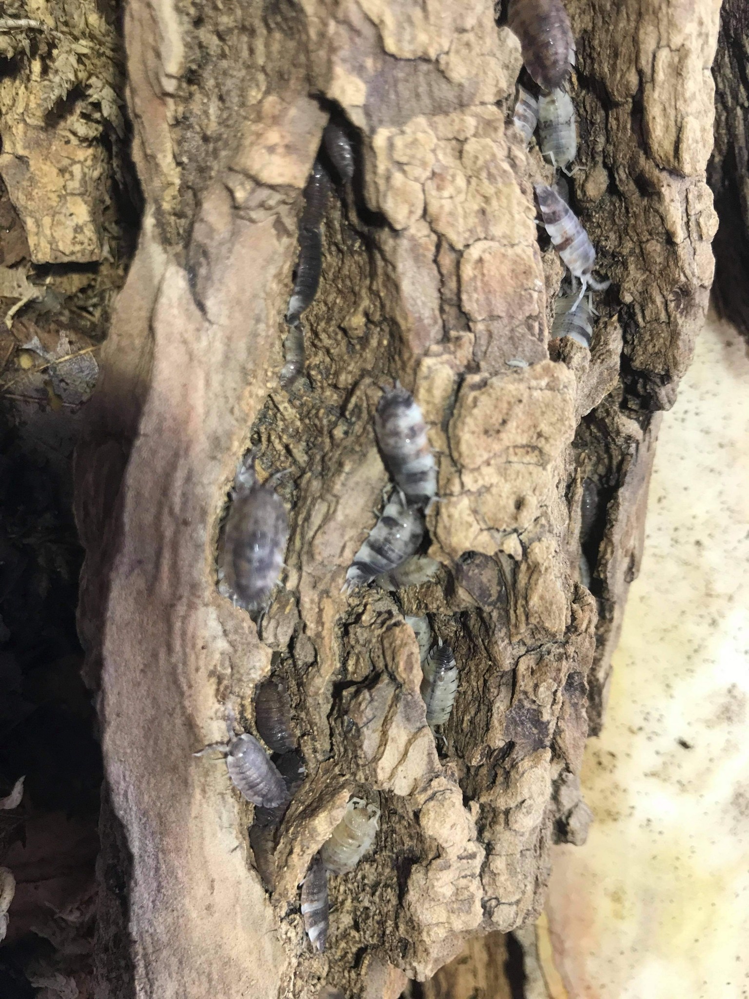 La Swamp Woodlouse Culture Isopod scaber KOI 15 pack