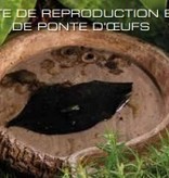 Exoterra EXO TERRA PT2876 Abri en forme de noix de coco