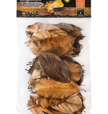 Galapagos Magnolia Leaves, 4qt