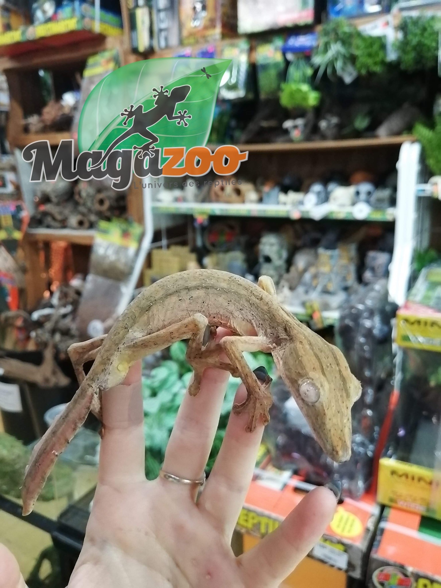 Magazoo Gecko à queue de feuille lignée mâle (Uroplatus lineatus)