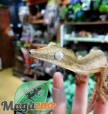 Magazoo Gecko à queue de feuille lignée mâle (Uroplatus lineatus)