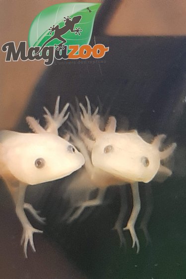 Collection Magazoo L Univers Des Reptiles