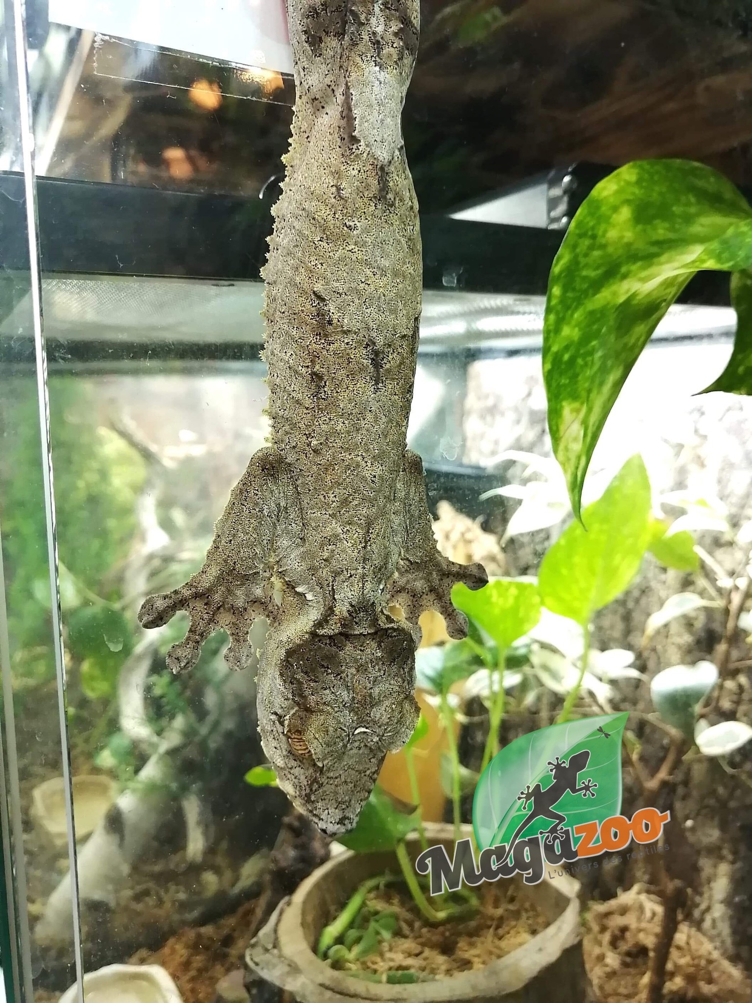 Magazoo Gecko à queue de feuille Mâle/Uroplatus fimbriatus