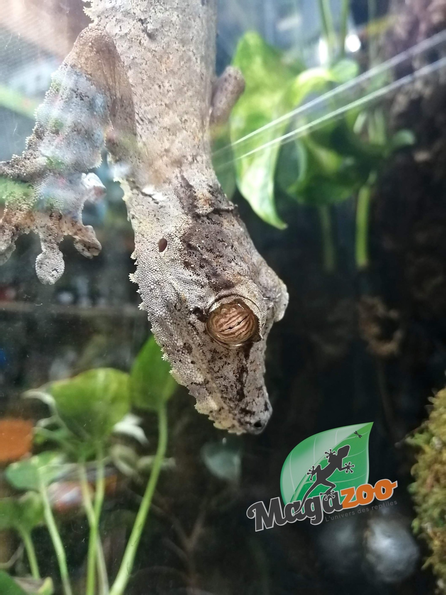 Magazoo Leaf-tailed gecko male / Uroplatus fimbriatus