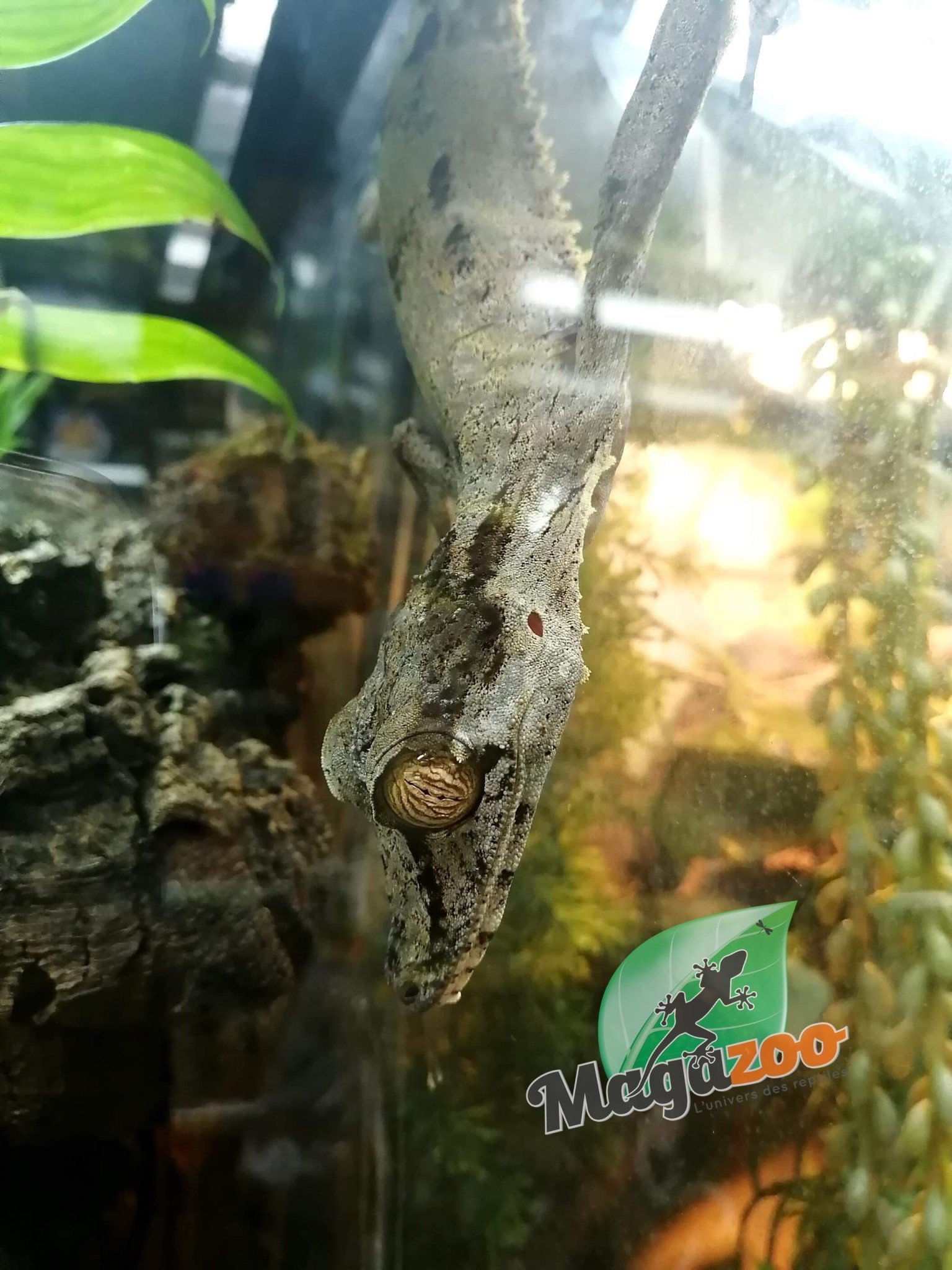 Magazoo Gecko à queue de feuille Mâle/Uroplatus fimbriatus