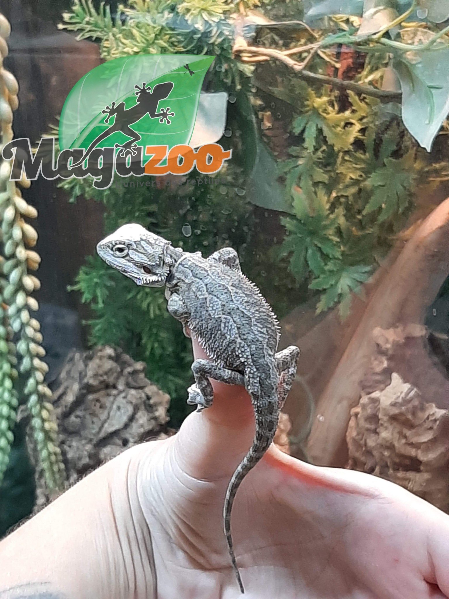 Dragon Barbu Bebe Male Magazoo L Univers Des Reptiles